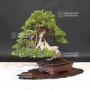 VENDU juniperus chinensis itoigawa ref 19070198