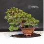 PT juniperus chinensis itoigawa ref :1907194