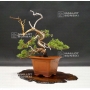 VENDU juniperus chinensis itoigawa ref 24070193