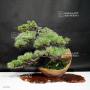 VENDU Pinus pentaphylla 04090196