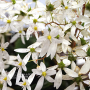 saxifraga fortunei thea
