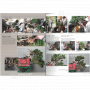 BONSAI FOCUS N° 109