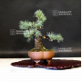 VENDU Pinus pentaphylla ref 13090192