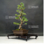 VENDU Pinus pentaphylla zuisho ref:13090197