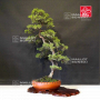 juniperus chinensis itoigawa ref 16090191
