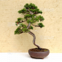 VENDU juniperus chinensis itoigawa ref 01050202