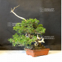 VENDU juniperus chinensis itoigawa 04050203