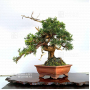 VENDU juniperus chinensis itoigawa 04050204VENDU