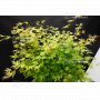 lace ® variété protégée