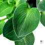 Hosta Blue mouse ears pot 3 litres