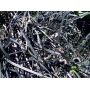 ophiopogon noir pot 1 litre