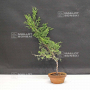 juniperus chinensis itoigawa 15 - 20 cm