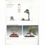 BONSAI FOCUS N° 114