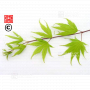 graines d'acer matsumurae ki hachijo