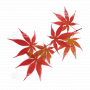 graines d'acer amoenum takatori