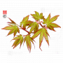 graines d'acer amoenum tsuri nishiki