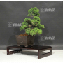 VENDU juniperus chinensis itoigawa ref 120602012