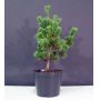 Pinus parviflora ssp. pentaphylla glauca pot 4 lit