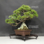 VENDU Pinus pentaphylla 26050204