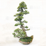 VENDU Pinus pentaphylla ref: 20020215