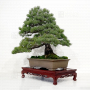 VENDU Pinus pentaphylla26030212