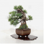 VENDU Pinus pentaphylla  ref : 260302114