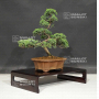 VENDU Juniperus chinensis itoigawa 12060209