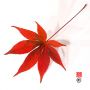 ACER  palmatum 'Atropurpureum' de bouture en godet