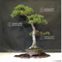 VENDU Pinus pentaphylla ref:25060215