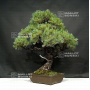 VENDU Pinus pentaphylla ibokan 19100184
