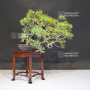 PT Pinus pentaphylla  ref : 270502123