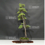VENDU Pinus pentaphylla 20060202