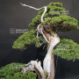 VENDU juniperus chinensis itoigawa 26070211