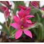 rhodohypoxis "pink shot" pot 1,4 litre