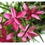 rhodohypoxis "donald man" pot 1,4 litre