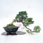 PT juniperus chinensis itoigawa 12110214