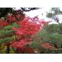 ACER PALMATUM pot de 1.5 L.