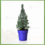 lavande sapin de noel