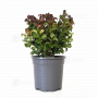 leucothoe axilaris curly red ®