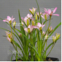 rhodohypoxis "fairy kisses" pot 1,4 litre