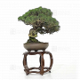 juniperus chinensis itoigawa ref 27100222