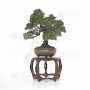 VENDU Juniperus chinensis itoigawa 27100225