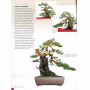 BONSAI FOCUS N° 129