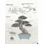 BONSAI FOCUS N° 130