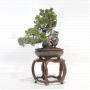 juniperus chinensis itoigawa ref : 03030233