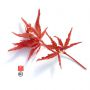 Acer palmatum 'Beni komachi' en godet