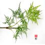 Acer palmatum emerald lace en godet
