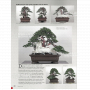 BONSAI FOCUS N° 132