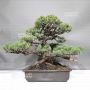 PT Pinus pentaphylla du Japon 1711236