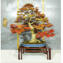 VENDU acer palmatum seigen ref :042025